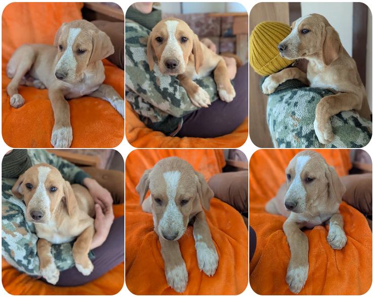 Moritz – freundlicher und tapferer junger Rüde