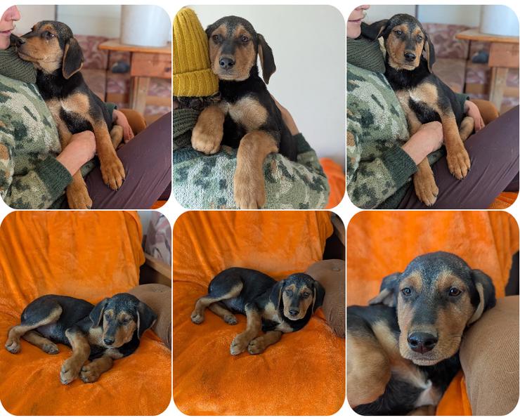 Vito – sanfter, neugieriger und verspielter junger Rüde