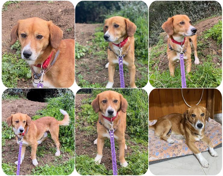 Silvester – ein gut gelaunter Charmeur