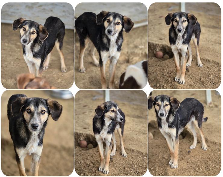 Cara – ein Wirbelwind mit Herz und Neugier