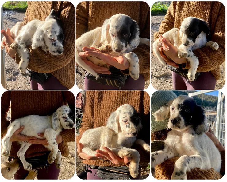 Odin,  Pepe und Oreo drei junge Setterseelen