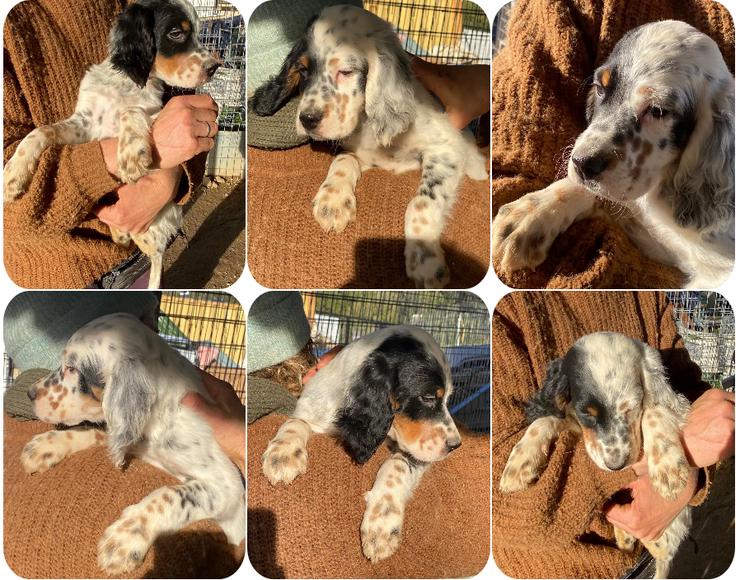 Bild 3: Odin,  Pepe und Oreo drei junge Setterseelen