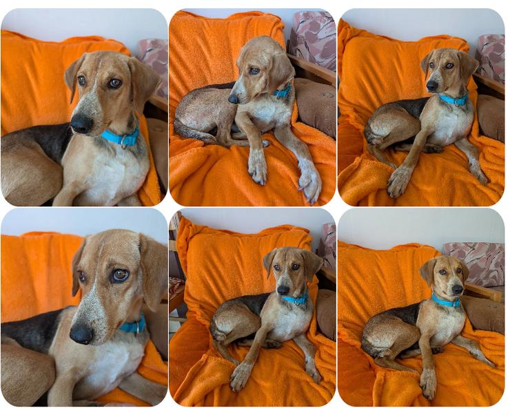 Irmela – liebevolle und fürsorgliche Hundemama