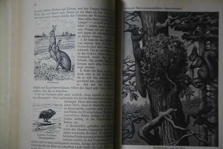 Bild 3: Leitfaden der Tierkunde - Prof. Dr. Otto Schmeil, quelle & Meyer 1949