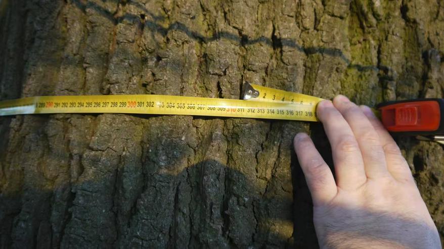 Eiche Stammholz, (kein Brennholz)