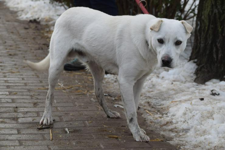 Bild 3: Dustin ist ein charmanter Shar-Pei Mischling 