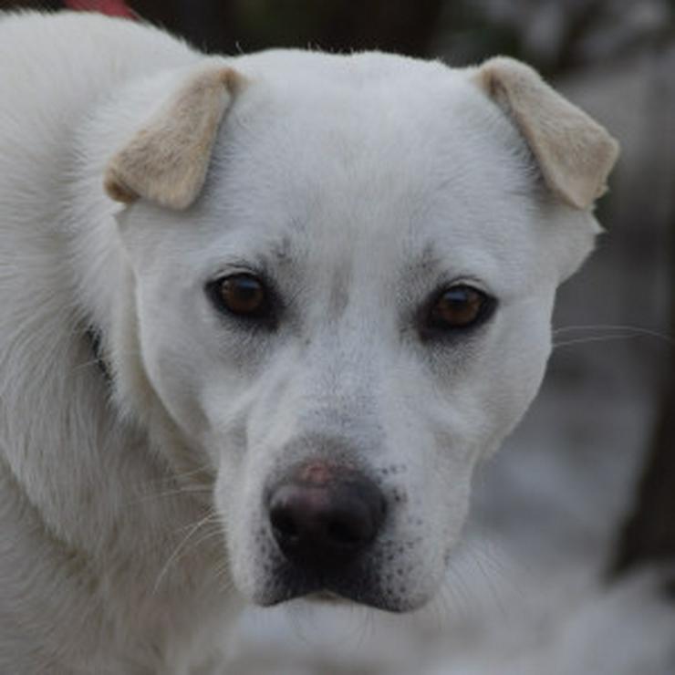 Bild 12: Dustin ist ein charmanter Shar-Pei Mischling 