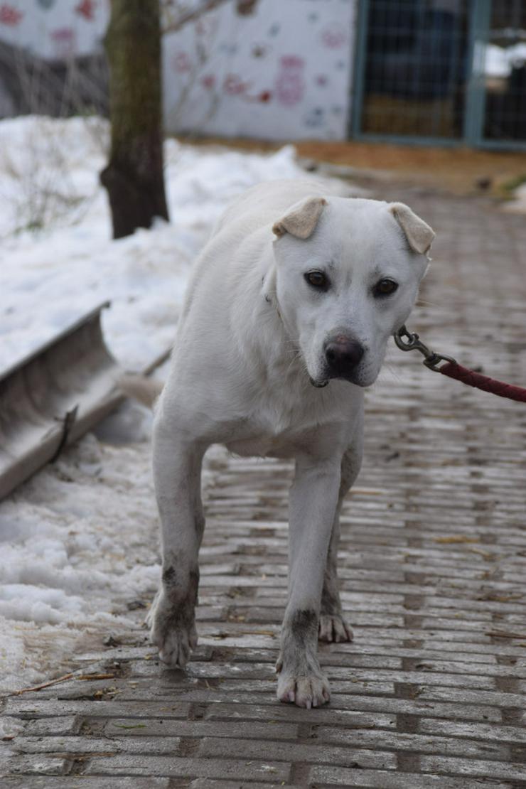 Bild 5: Dustin ist ein charmanter Shar-Pei Mischling 