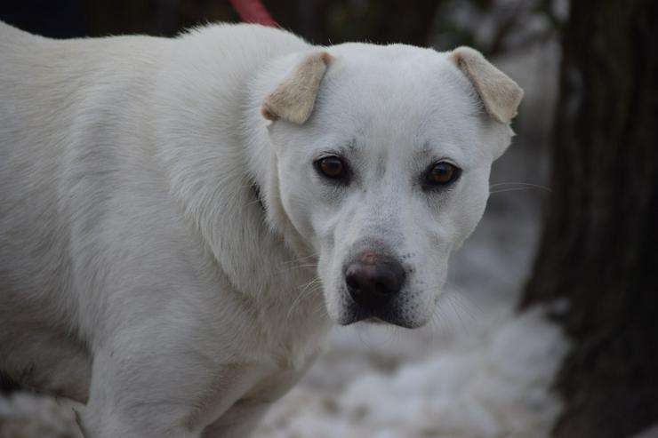 Bild 2: Dustin ist ein charmanter Shar-Pei Mischling 