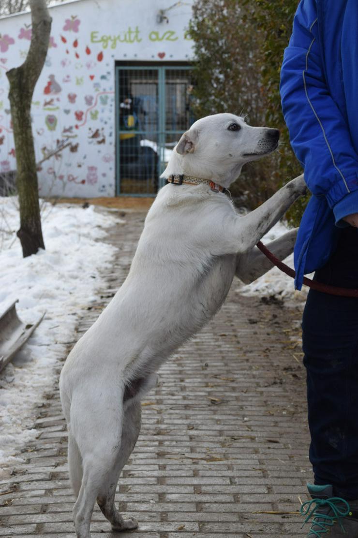 Bild 9: Dustin ist ein charmanter Shar-Pei Mischling 