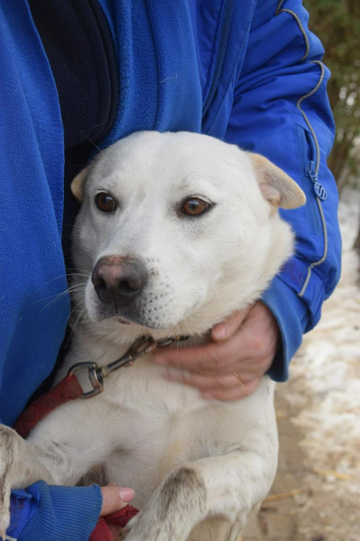 Bild 10: Dustin ist ein charmanter Shar-Pei Mischling 