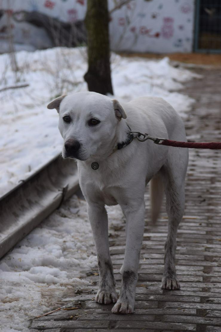 Bild 7: Dustin ist ein charmanter Shar-Pei Mischling 
