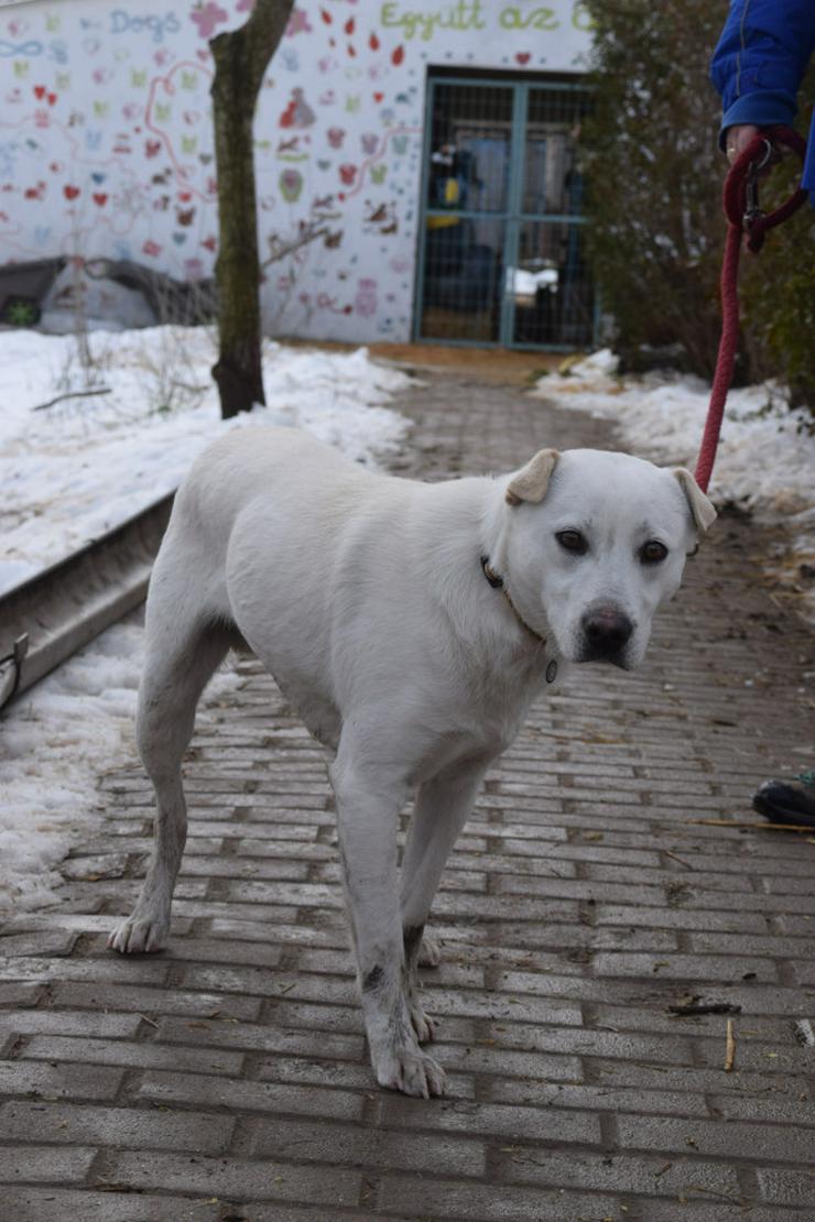Bild 4: Dustin ist ein charmanter Shar-Pei Mischling 