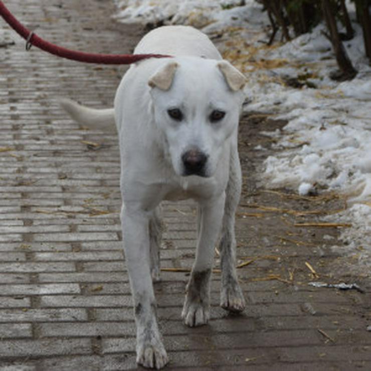 Bild 11: Dustin ist ein charmanter Shar-Pei Mischling 