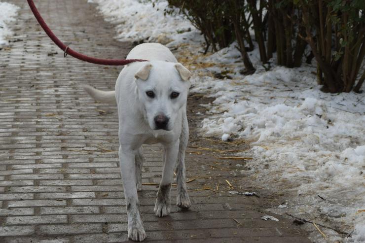 Dustin ist ein charmanter Shar-Pei Mischling 