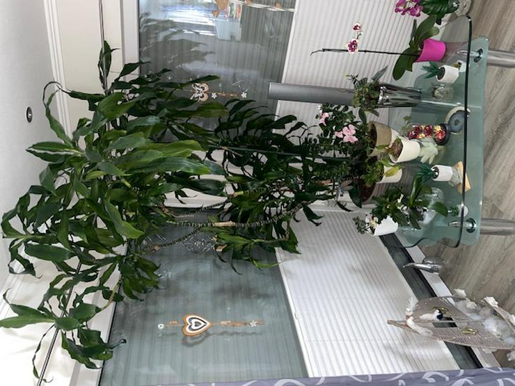 Palme zu verschenken - Pflanzen - Bild 1