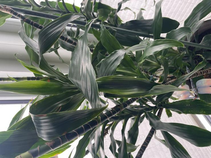 Bild 2: Palme zu verschenken