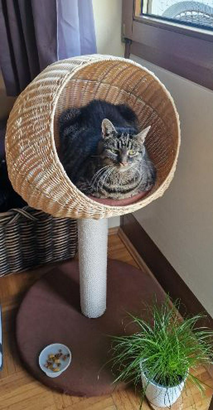 Bild 4: Ferien mit Mau & Wau - Luftkurort Falkenstein - Bayerischer Wald