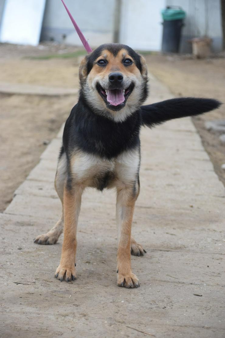 Bild 6: Dorci 🐾 ist eine Mischlingshündin