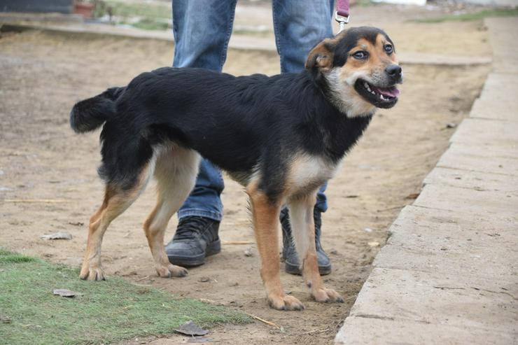 Bild 5: Dorci 🐾 ist eine Mischlingshündin