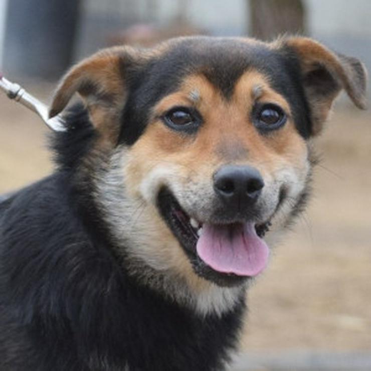 Bild 7: Dorci 🐾 ist eine Mischlingshündin