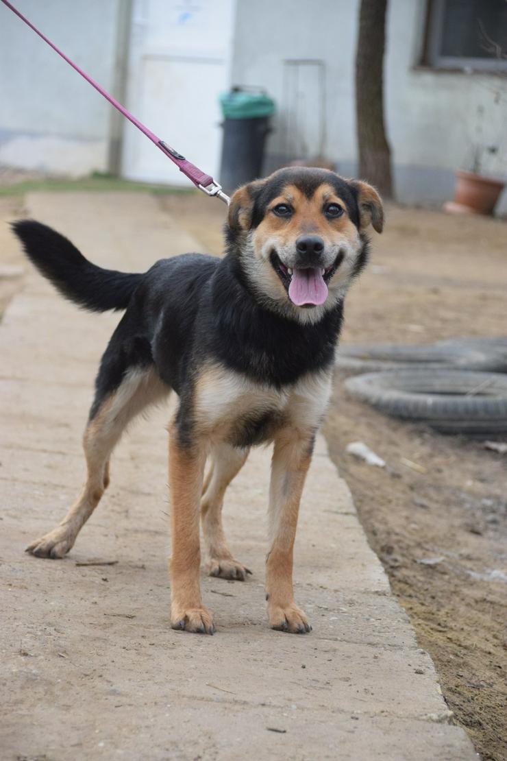 Bild 2: Dorci 🐾 ist eine Mischlingshündin