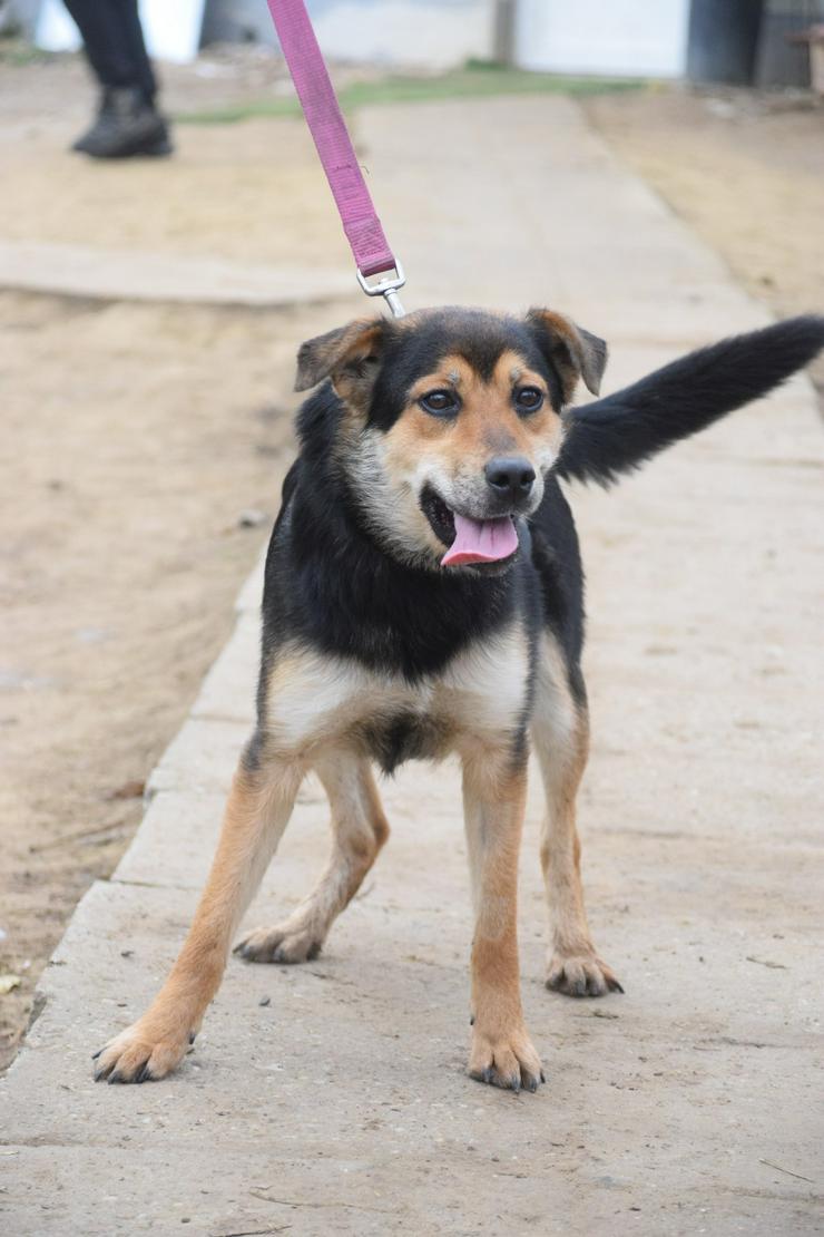 Bild 4: Dorci 🐾 ist eine Mischlingshündin