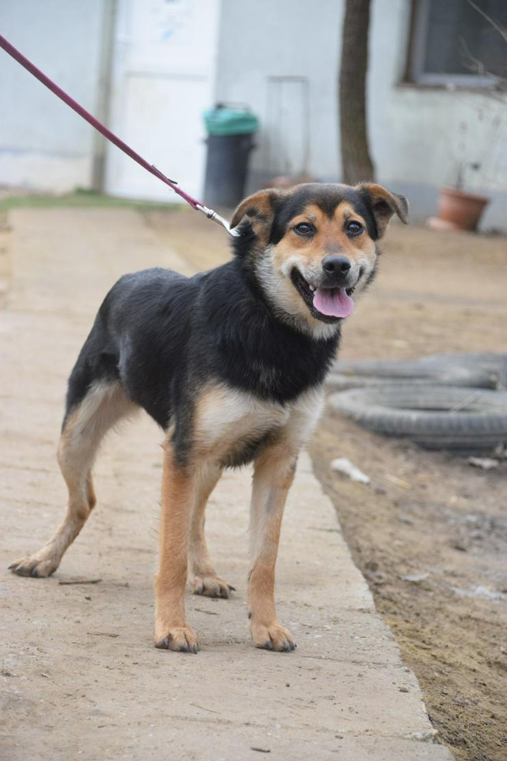 Dorci 🐾 ist eine Mischlingshündin