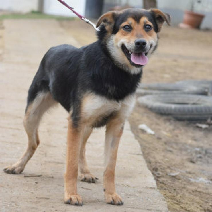 Bild 8: Dorci 🐾 ist eine Mischlingshündin