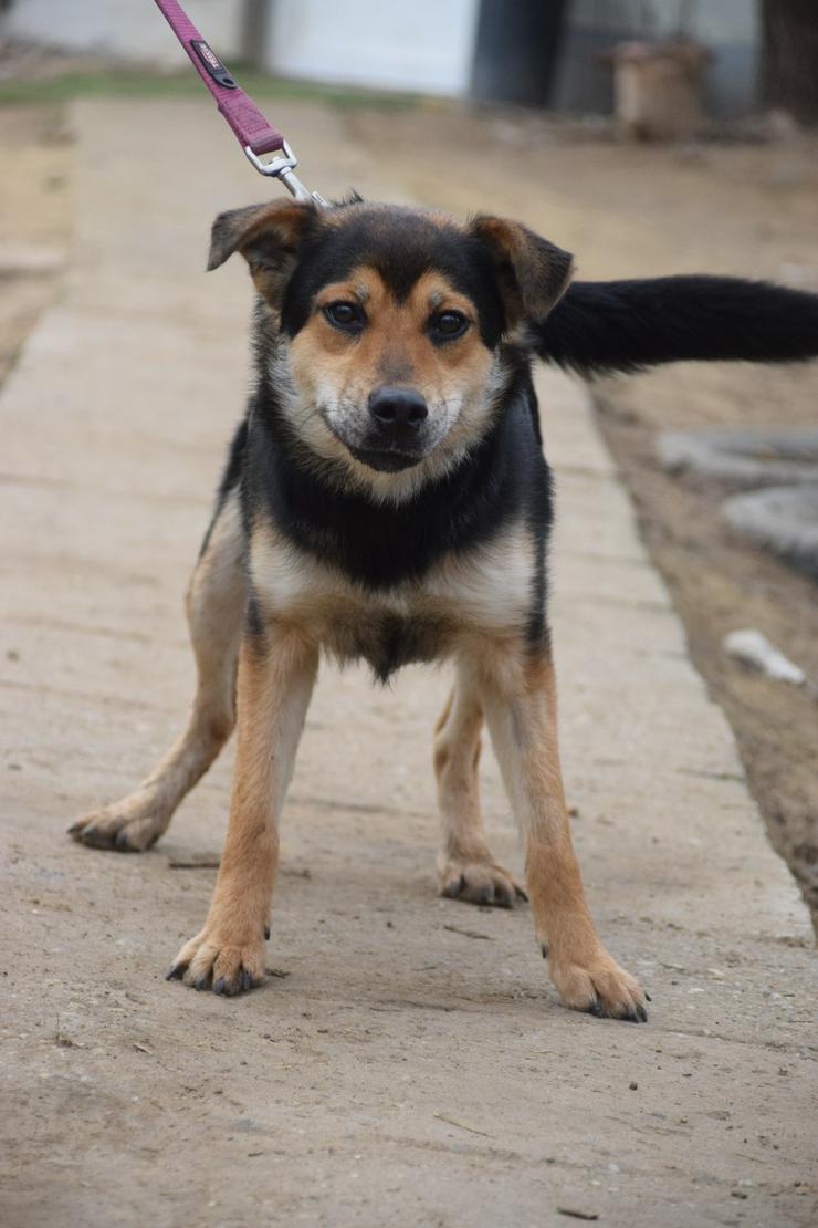 Bild 3: Dorci 🐾 ist eine Mischlingshündin