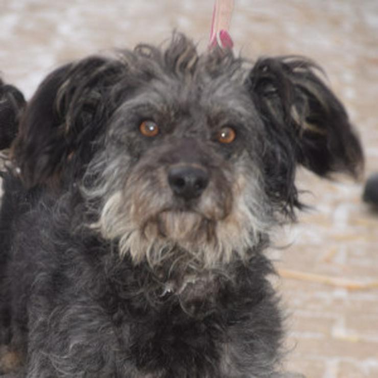 Bild 10: Hündin Lyra ist eine bezaubernde Mischlingshündin