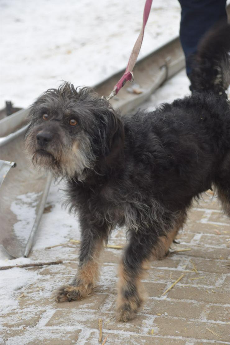 Bild 8: Hündin Lyra ist eine bezaubernde Mischlingshündin