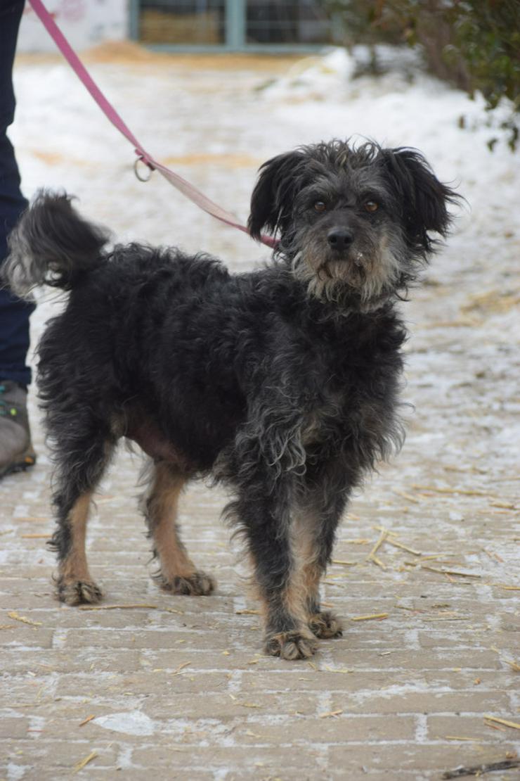 Bild 4: Hündin Lyra ist eine bezaubernde Mischlingshündin