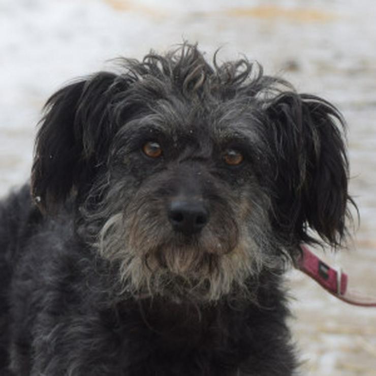 Bild 12: Hündin Lyra ist eine bezaubernde Mischlingshündin