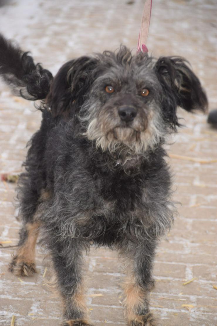 Hündin Lyra ist eine bezaubernde Mischlingshündin