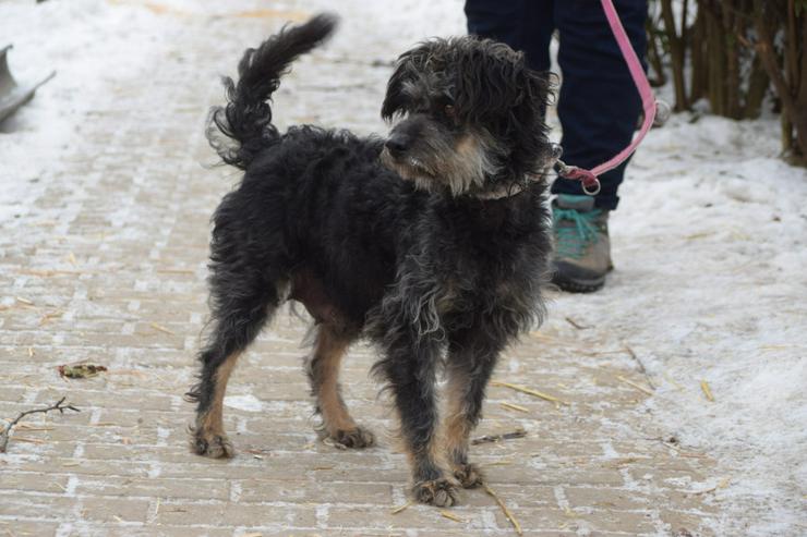 Bild 6: Hündin Lyra ist eine bezaubernde Mischlingshündin