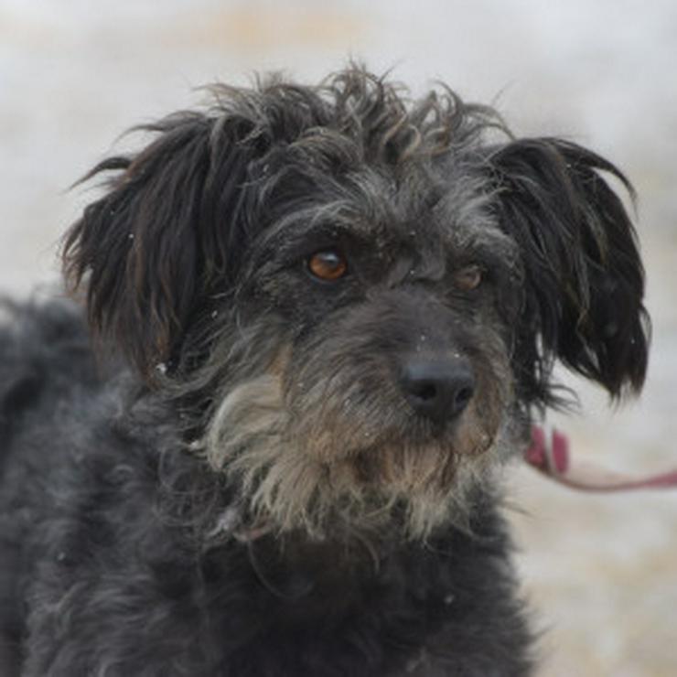 Bild 11: Hündin Lyra ist eine bezaubernde Mischlingshündin