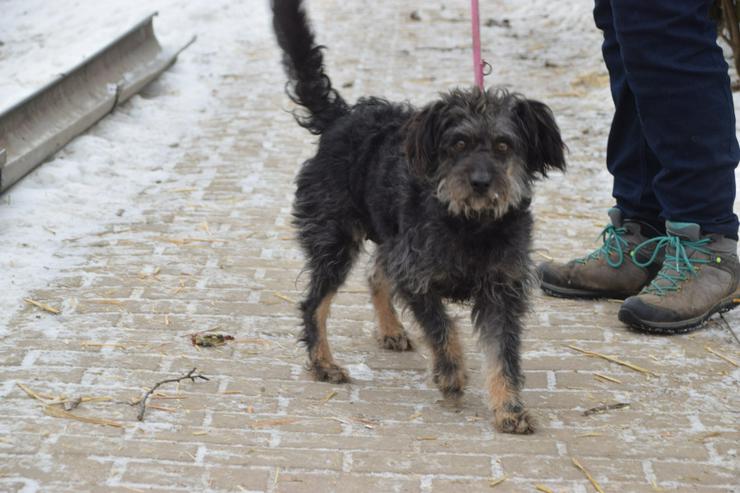 Bild 7: Hündin Lyra ist eine bezaubernde Mischlingshündin