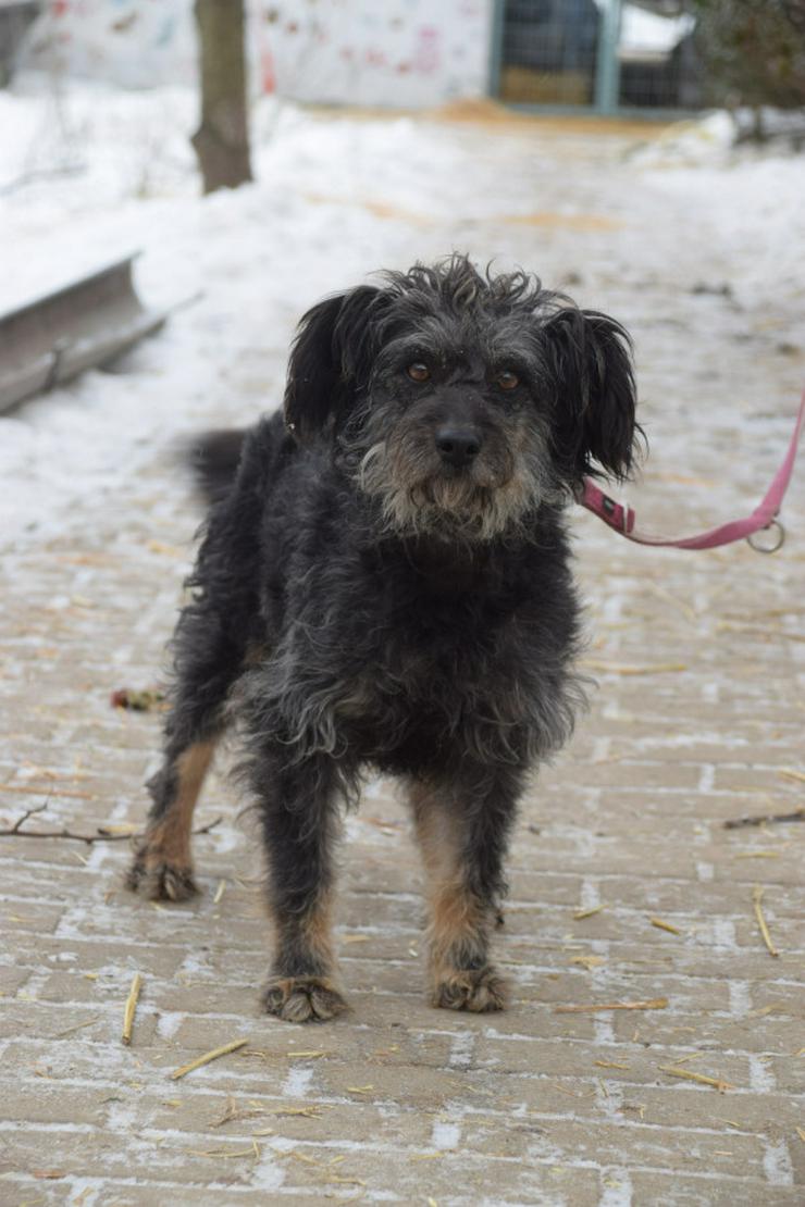 Bild 3: Hündin Lyra ist eine bezaubernde Mischlingshündin