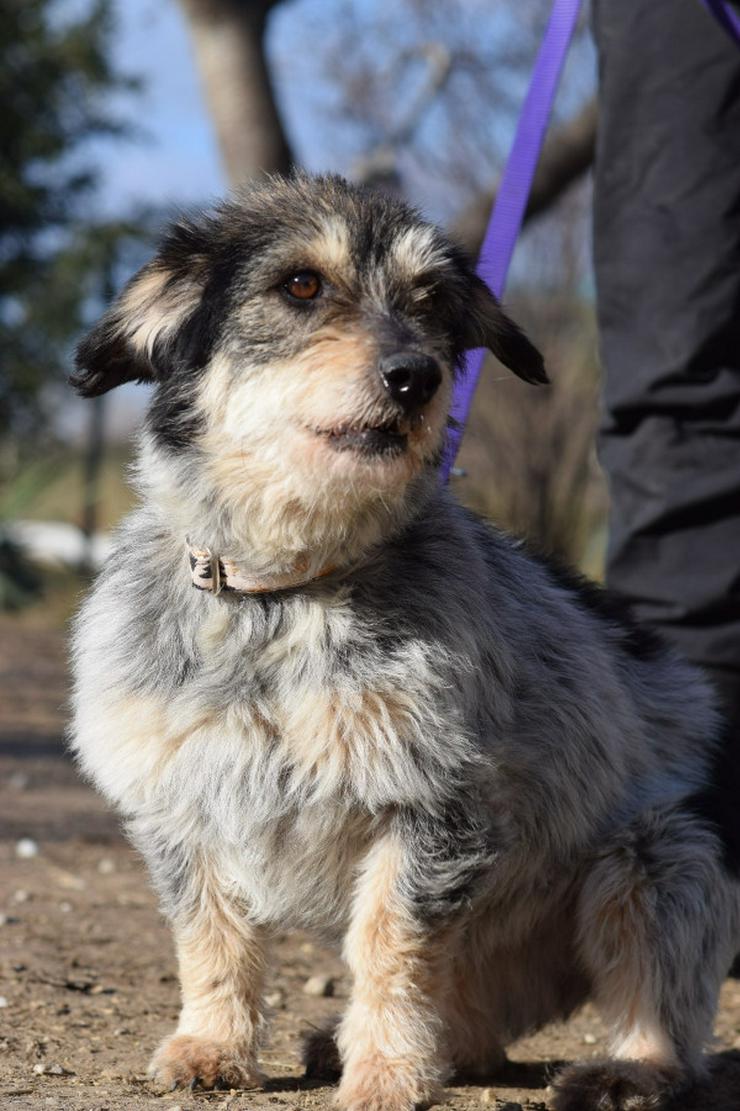 Bild 7: Violetta ist eine bezaubernde Mischlingshündin.