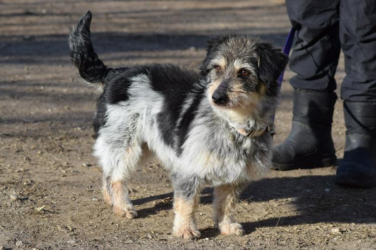 Bild 9: Violetta ist eine bezaubernde Mischlingshündin.