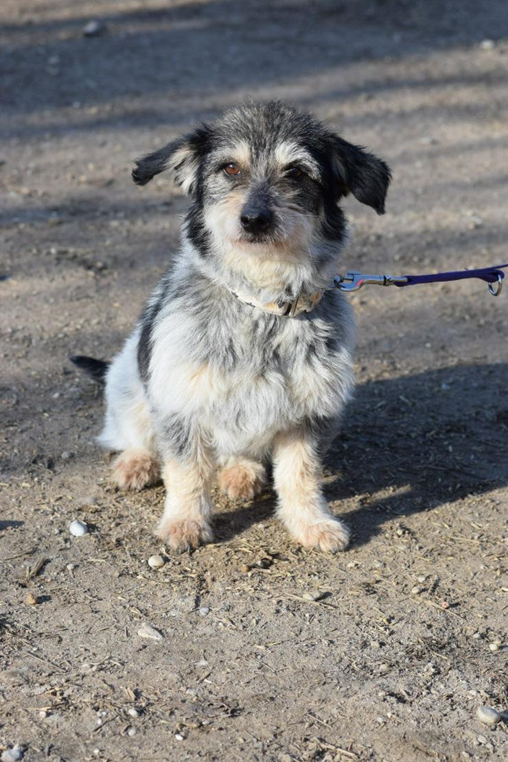 Bild 8: Violetta ist eine bezaubernde Mischlingshündin.