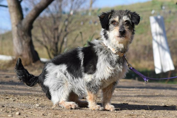 Bild 4: Violetta ist eine bezaubernde Mischlingshündin.