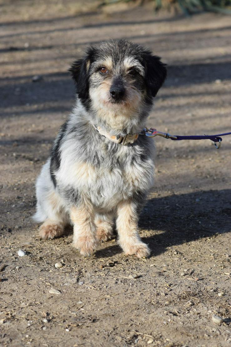 Bild 5: Violetta ist eine bezaubernde Mischlingshündin.