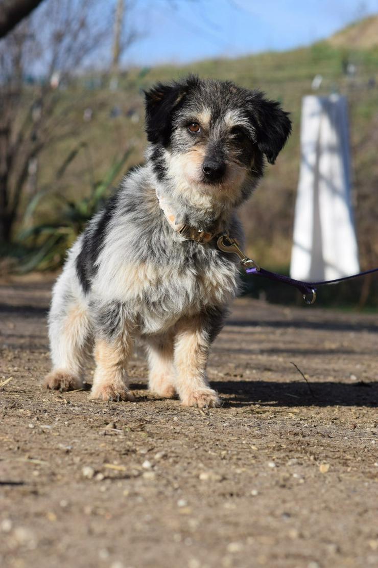 Bild 3: Violetta ist eine bezaubernde Mischlingshündin.