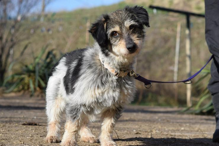 Bild 2: Violetta ist eine bezaubernde Mischlingshündin.