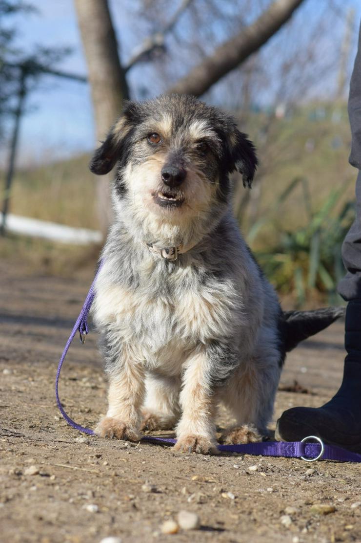 Bild 6: Violetta ist eine bezaubernde Mischlingshündin.