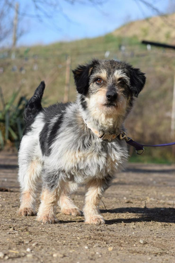 Violetta ist eine bezaubernde Mischlingshündin.