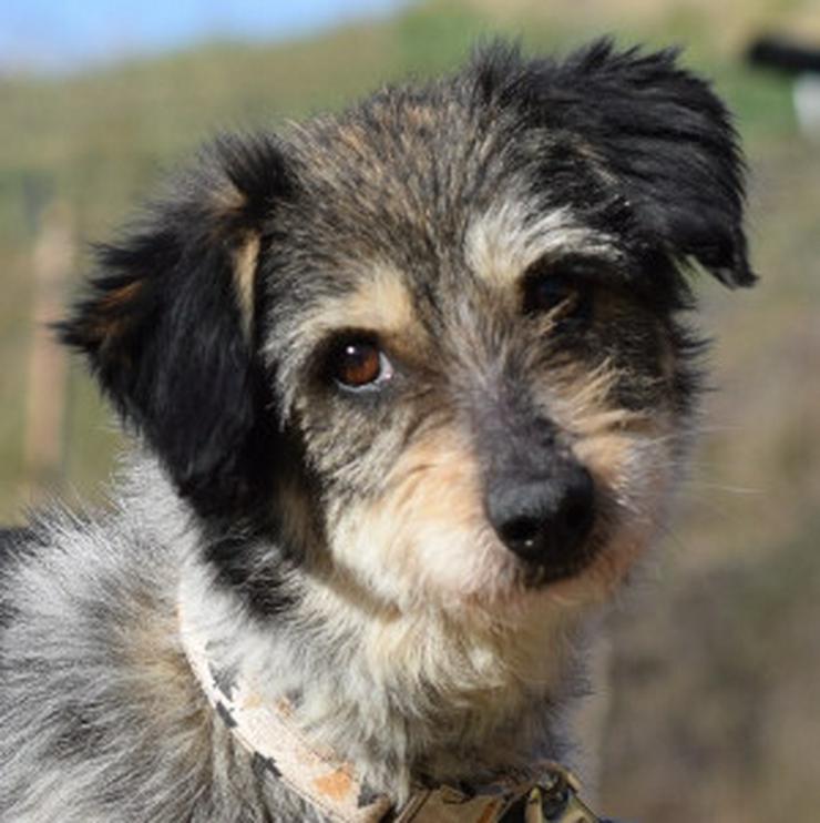 Bild 11: Violetta ist eine bezaubernde Mischlingshündin.