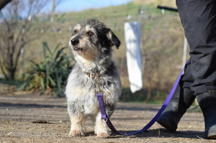 Bild 10: Violetta ist eine bezaubernde Mischlingshündin.